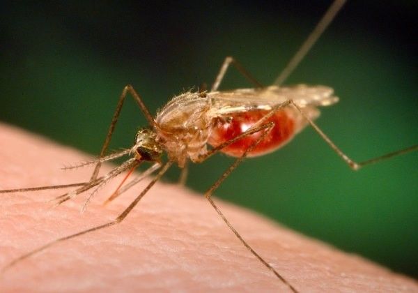 Roraima registrou mais de 5,7 mil casos de malária este ano