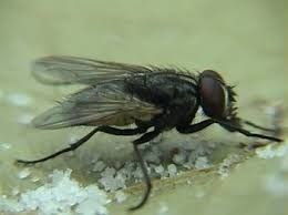 Pesquisador da UFRB alerta para risco de doenças transmitidas por moscas