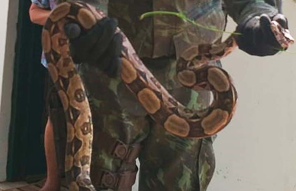 cobra5