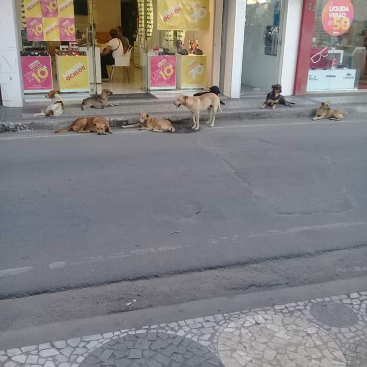 cães na rua 3