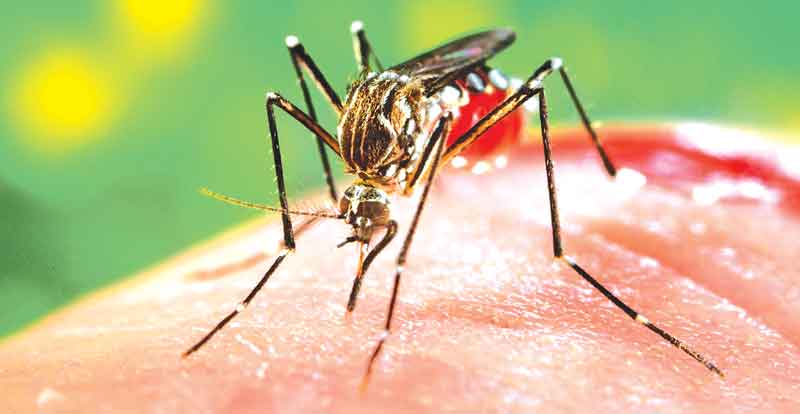 Bahia e outros 10 estados podem ter surto de dengue a partir de março, diz ministério