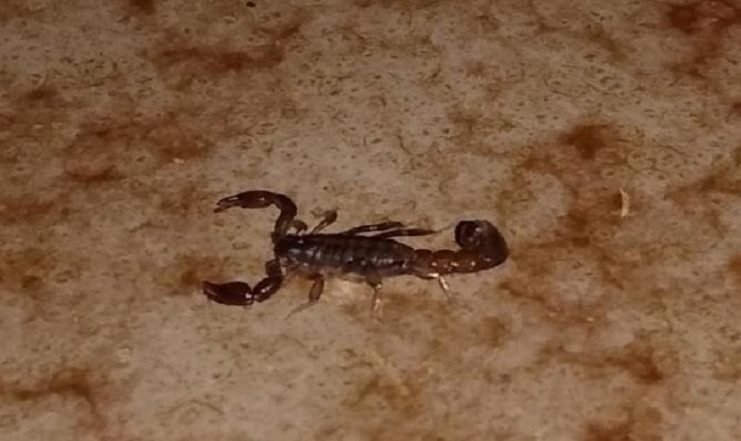 Amargosa: Idosa morre após ser picada em casa por escorpião; saiba o que fazer em casos como este