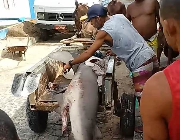 Pescador de Saubara captura tubarão de 150 kg