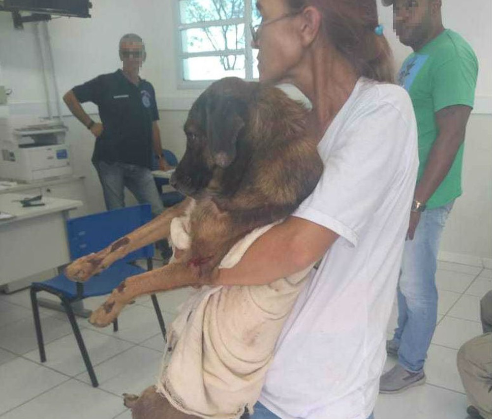 cachorro-