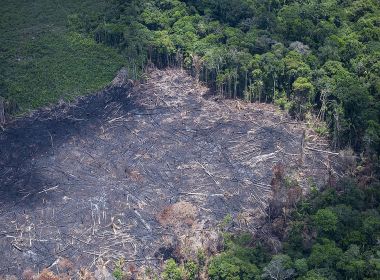 Ibama não respeita área técnica e libera desmatamento em região de Mata Atlântica