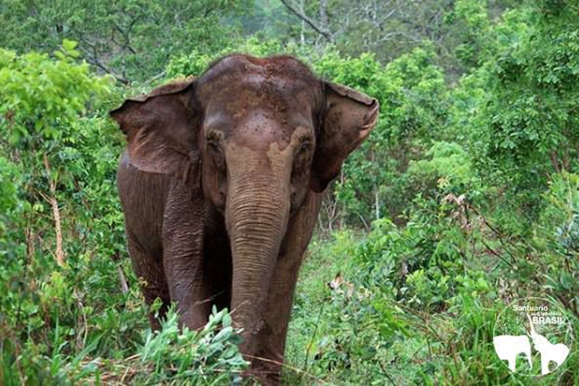 Elefanta Ramba morre em santuário na Chapada dos Guimarães