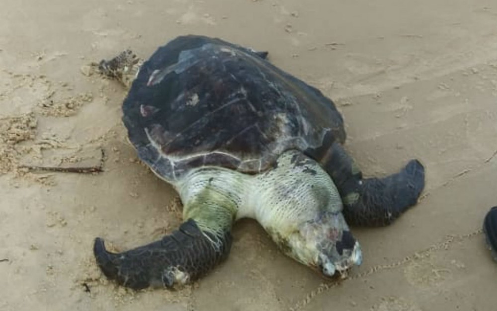 Tartaruga é encontrada morta em praia do sul da Bahia