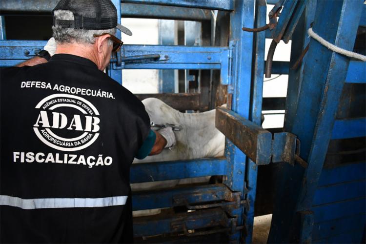  Ministério avalia retirada da vacina  da Aftosa no estado da Bahia