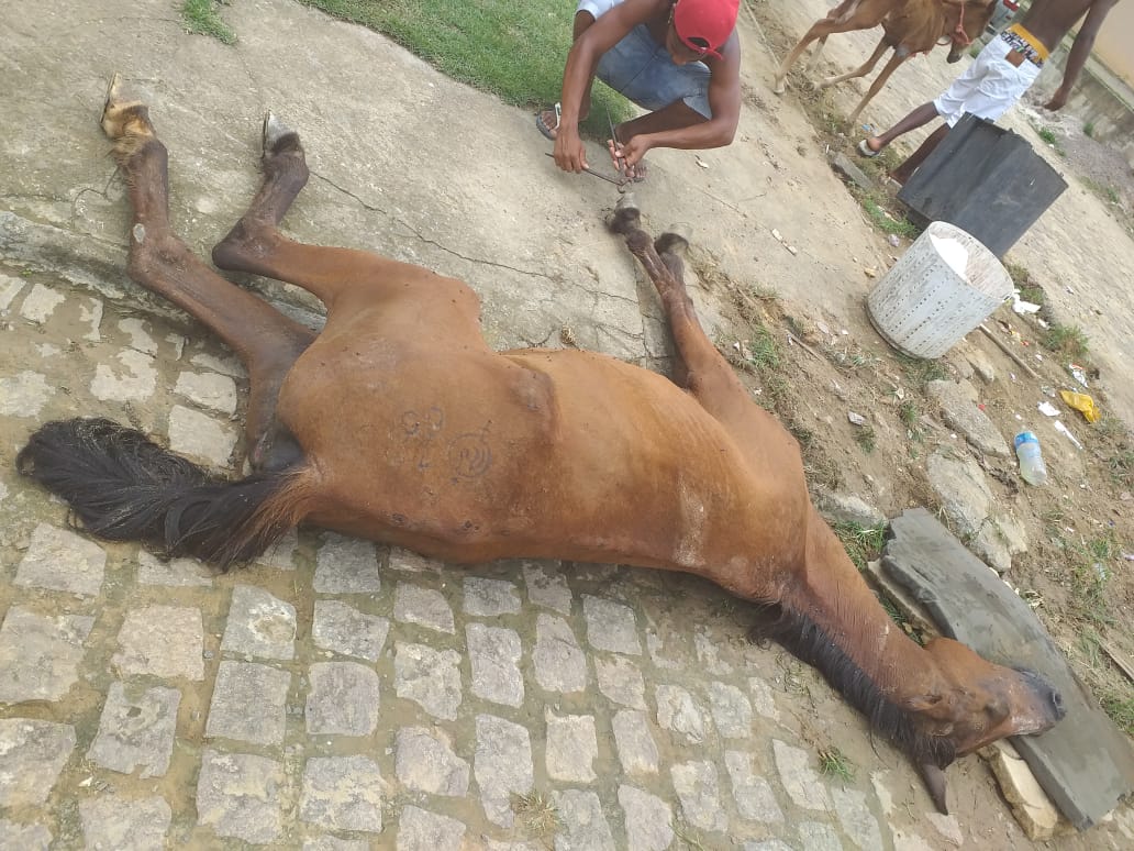 cavalo morto 2