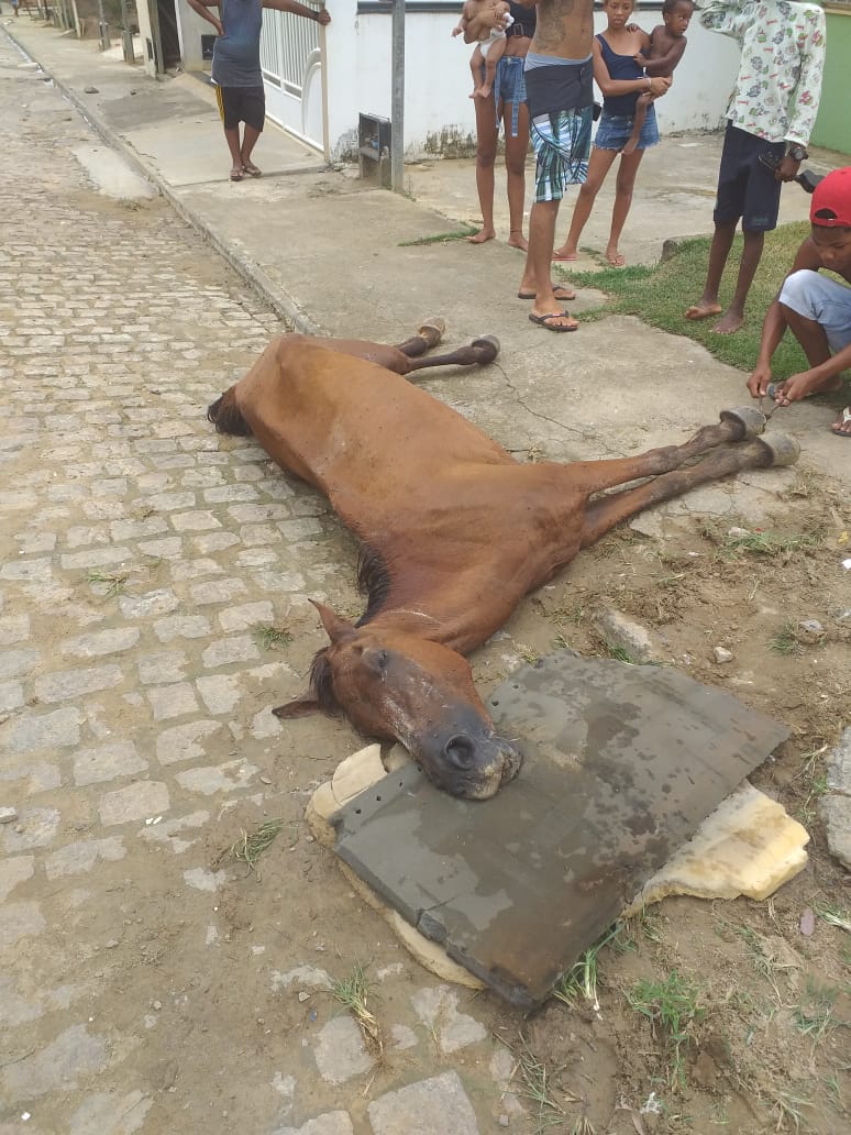 cavalo morto