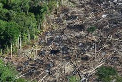 Área com alerta de desmatamento na Amazônia sobe 85% em 2019
