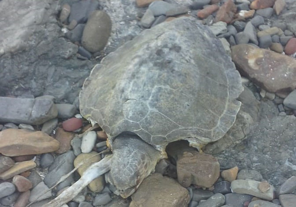 Tartaruga é encontrada morta em praia da Ilha de Itaparica