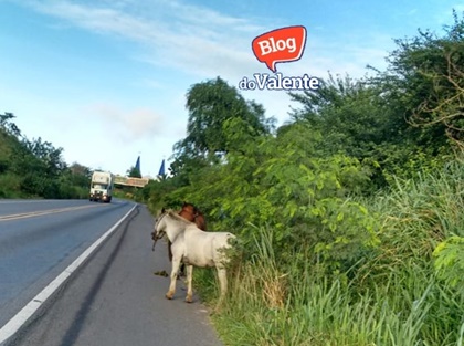 cavalo1
