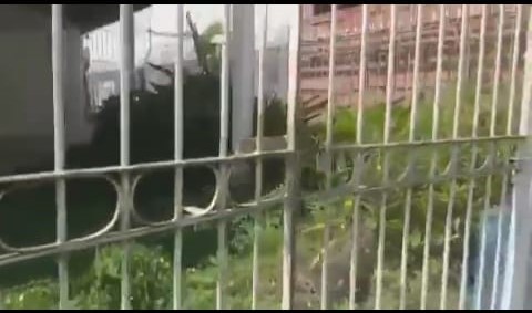 foco dengue saj