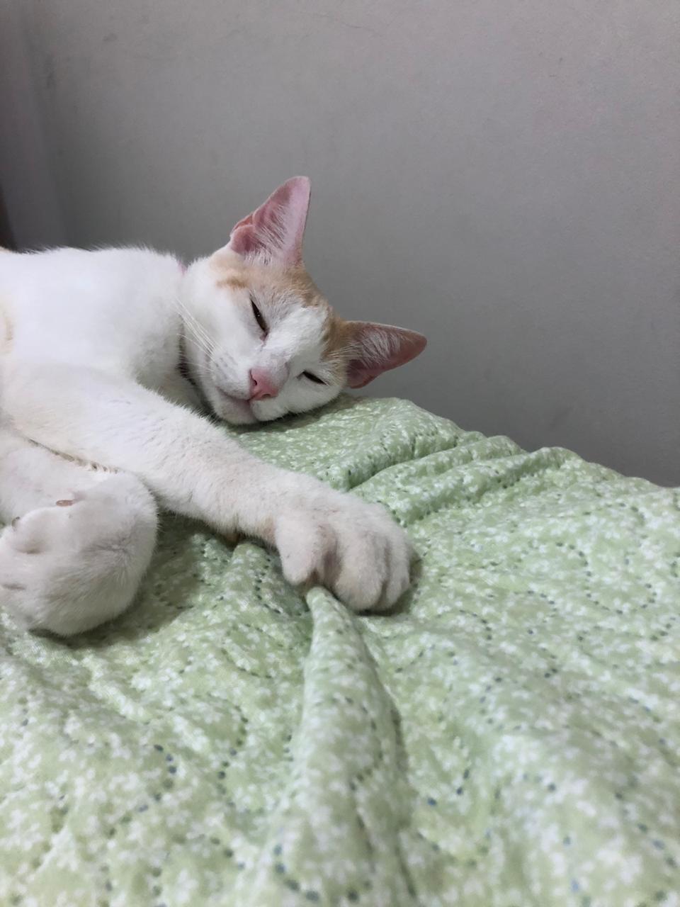 gato1