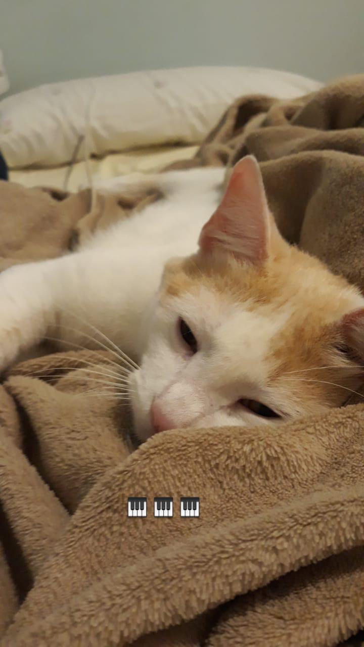 gato2