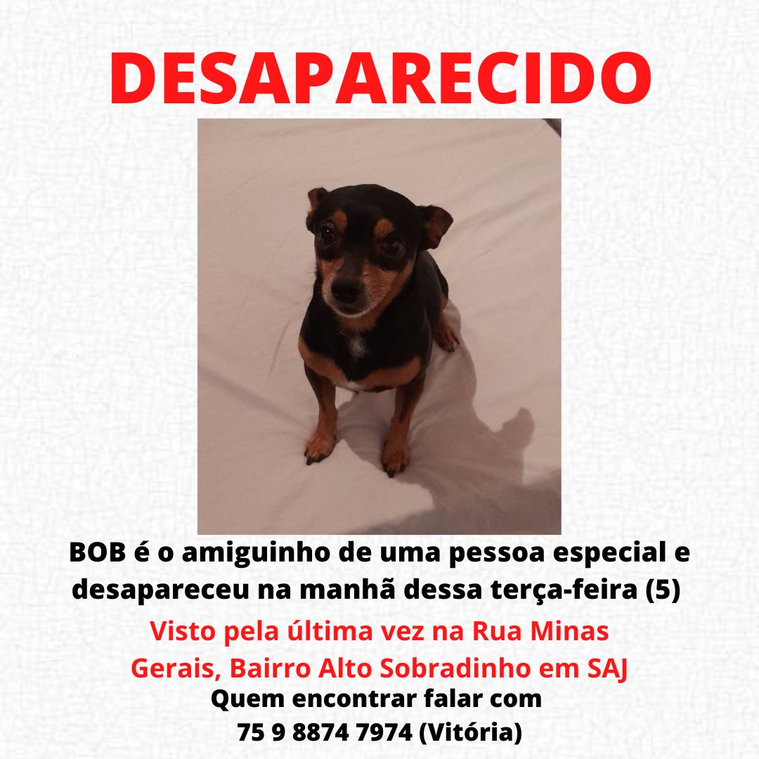 SAJ: Família procura cachorro desaparecido no Alto Sobradinho