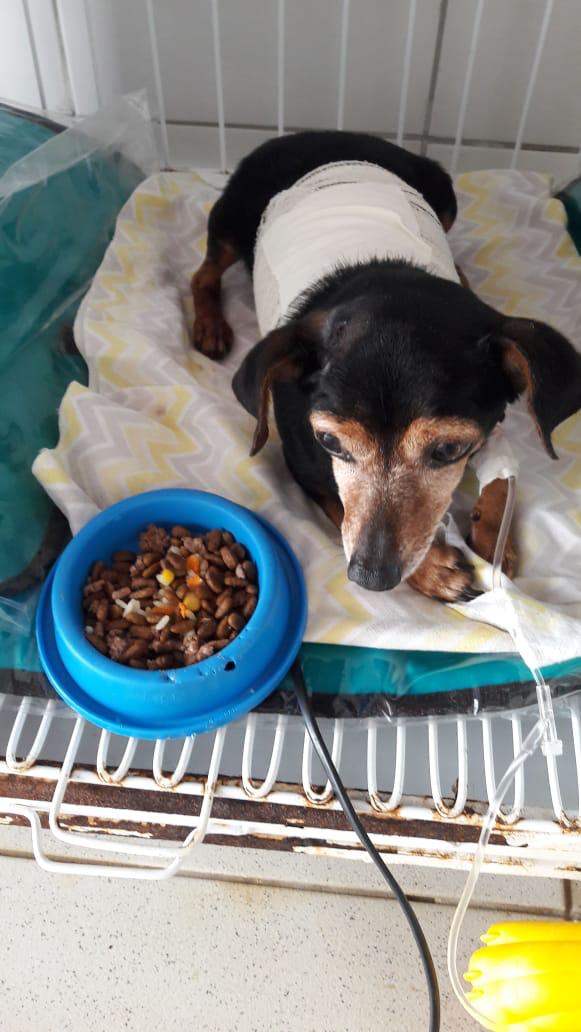 Santoantoniense pede ajuda para custear tratamento de cachorro encontrado ferido em SAJ; ‘ele teve as costelas quebradas e dilacerações’