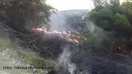 SAJ: Área de preservação ambiental no Cajueiro é destruída por incêndio
