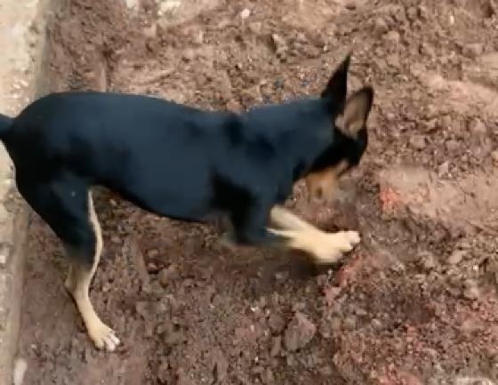 Cachorro de traficante mostra a policiais localização de droga enterrada durante operação