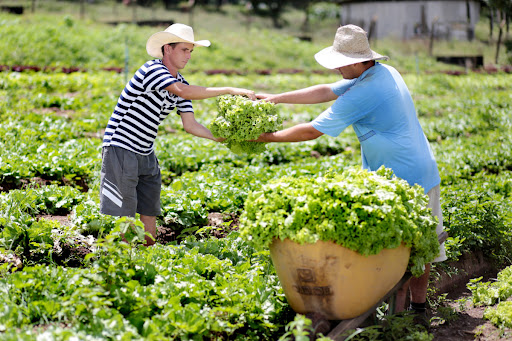 Senado aprova auxílio para agricultores familiares