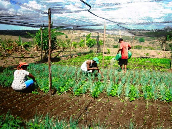 : agropecuária impulsiona setor produtivo e gera emprego e renda em Cruz das Almas
