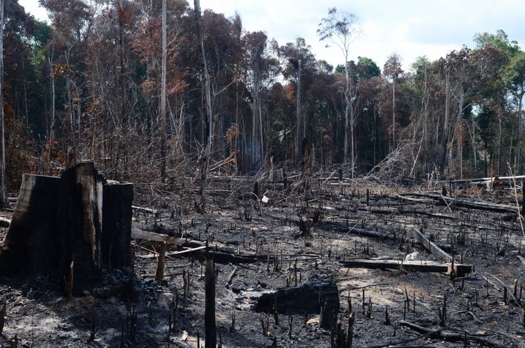 Brasil tem segundo pior ano de desmate da Amazônia da história recente