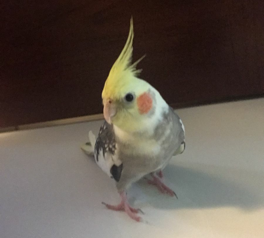 calopsita