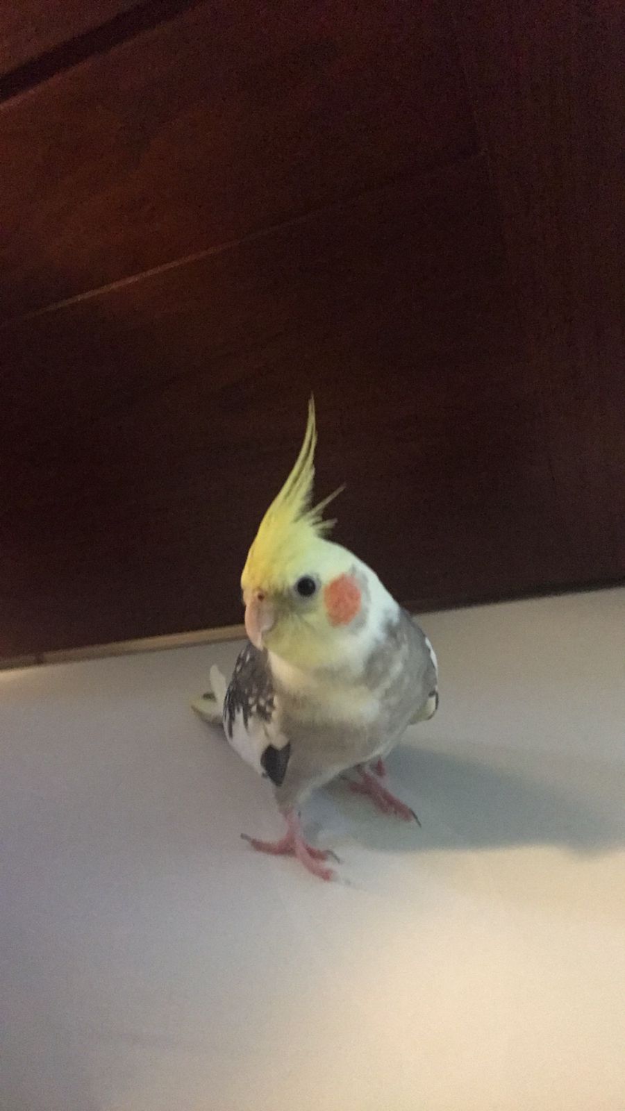 calopsita