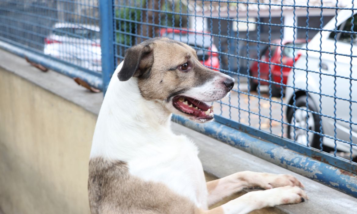 Bolsonaro sanciona lei que proíbe eutanásia de cães e gatos de rua