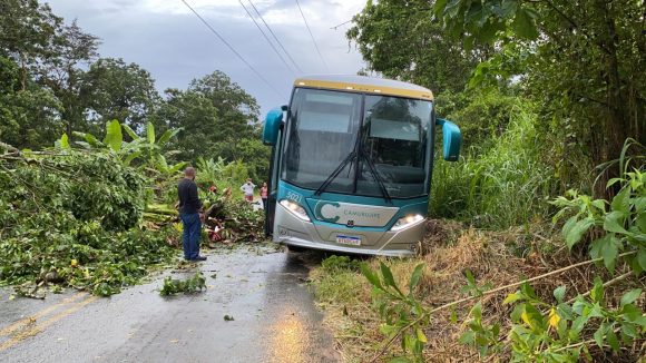 Árvore cai e bloqueia estrada Ibirataia – Gandu; passageiros de ônibus passam a noite na pista