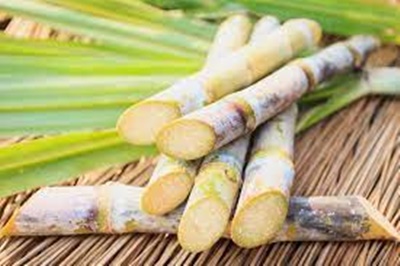 Produção de cana-de-açúcar na Bahia cresce 13,4%