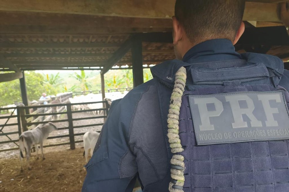 Cento e trinta cabeças de gado foram apreendidas em operação da Polícia Civil em Valença
