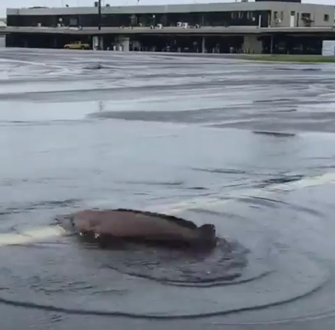 Chuva provoca interdição do Aeroporto de Ilhéus, após um peixe encontrado na via