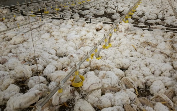 Mais de 120 mil aves morrem após granja ficar sem energia, em Morrinhos