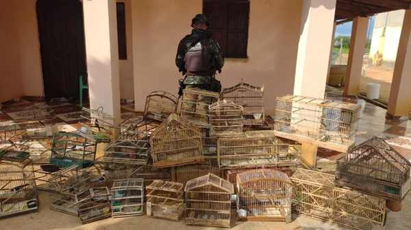 Mais de 90 aves silvestres são resgatadas na Chapada Diamantina