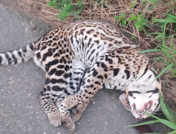 Filhote de jaguatirica é encontrado morto próximo ao Rio da Dona, em SAJ