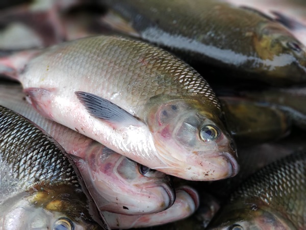 Semana Santa impulsiona em até 40% comércio de pescado
