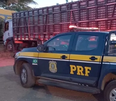 PRF resgata bovinos e suínos de situação de maus-tratos