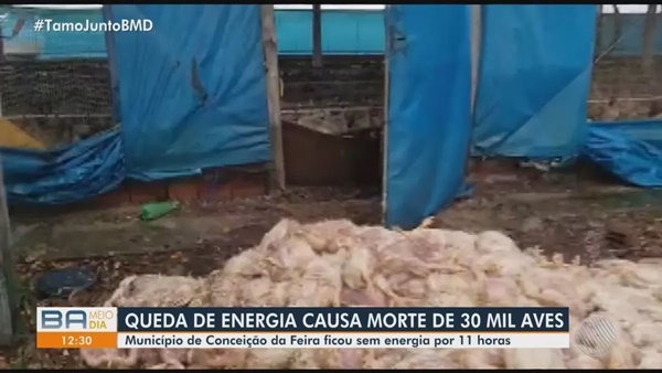 Queda de energia elétrica provoca morte de 30 mil frangos em Conceição da Feira