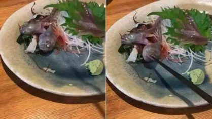 Peixe vivo ataca palito de madeira em restaurante japonês