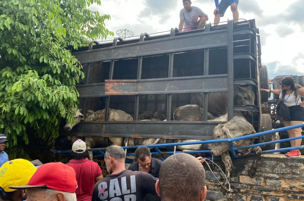 Caminhão que levava gado tomba e deixa animais mortos na BA-575, oeste da Bahia