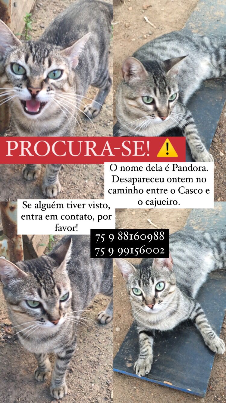 SAJ: tutora procura por gata que desapareceu entre o Casco e o Cajueiro
