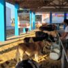 Mini Gado Leiteiro, da Fazenda Primavera de SAJ, participa da 50ª Exposição Agropecuária de Itapetinga