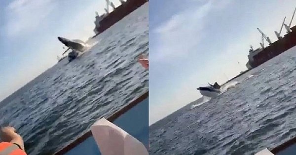 Baleia gigante salta e cai em cima de barco com turistas no México