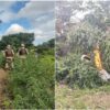 PM destrói plantação com 4,7 mil pés de maconha em ilha no Rio São Francisco