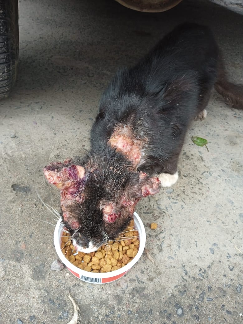 SAJ: internauta pede ajuda para tratamento veterinário de um gato abandonado na rua do Cajueiro