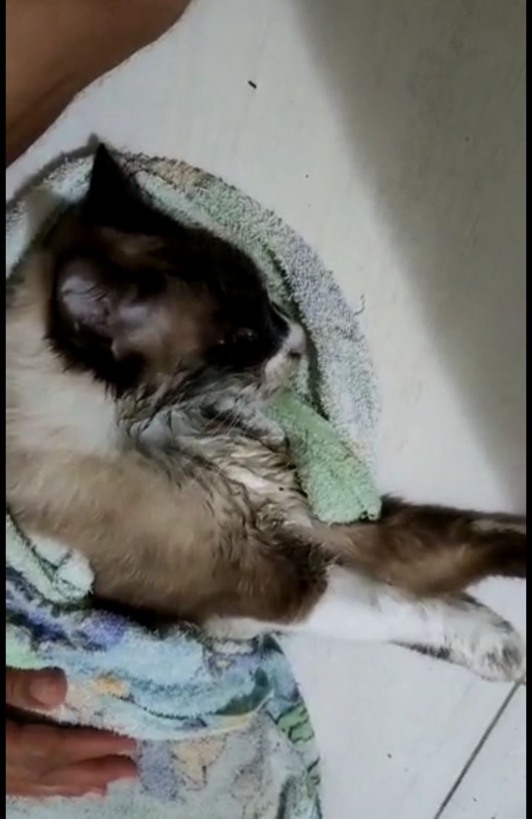 Gato