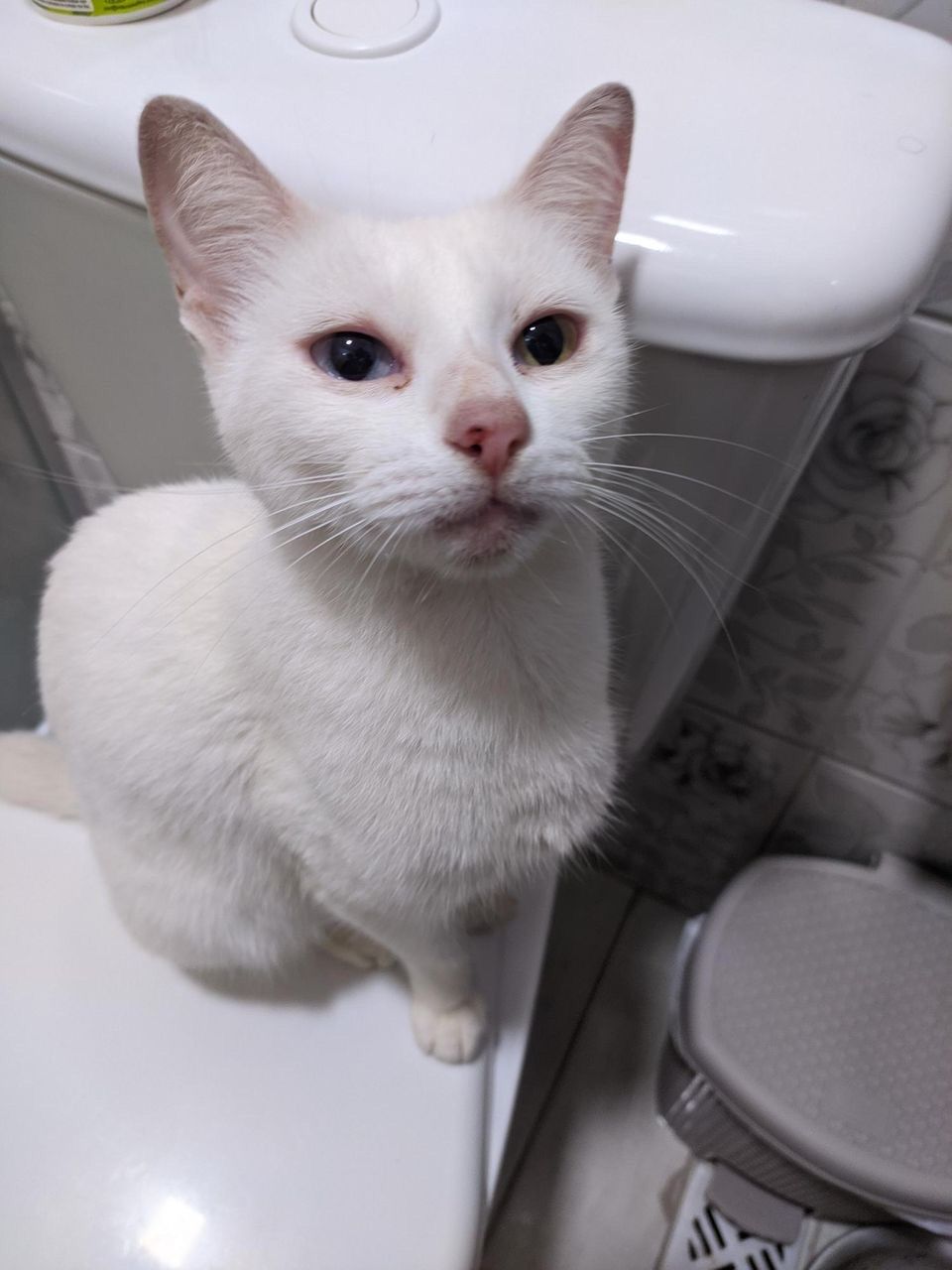 Gata
