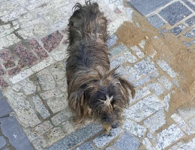 cachorro perdido